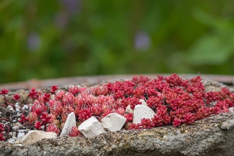 Flower bowl with stonecrop, sedum, Münsterland, North Rhine-Westphalia, Germany