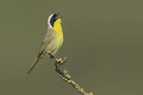 Common Yellowthroat (Geothlypis trichas) singing, British Columbia, Canada