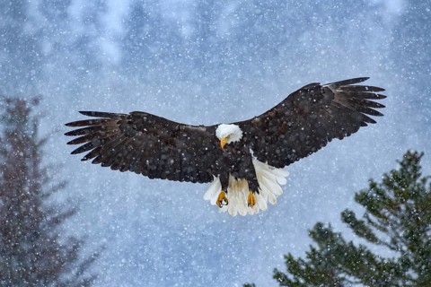 Bald Eagle (Haliaeetus leucocephalus) flying in snow fall, Alaska, USA