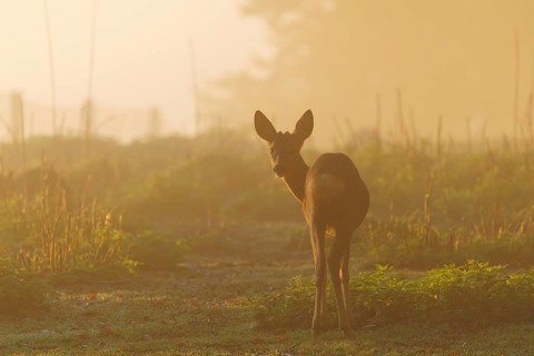 A young male roe deer (Capreolus capreolus) stands on a green meadow against the light at sunrise