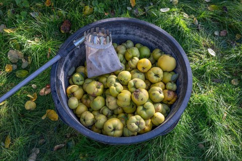 Freshly harvested quinces (Cydonia oblonga) in a barrel with picker, Mecklenburg-Vorpommern,