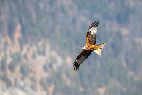Red kite (Milvus milvus), in flight, Münster, Tyrol, Austria