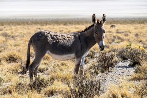 Domestic donkey (Equus asinus asinus), Laguna Blanca, Catamarca Province, Argentinien