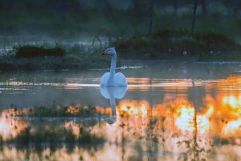 Whooper swan. Cygnus cygnus. Whooper swan resting on a lake at midnight. Kuusamo area. Finland