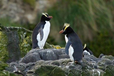 Erect-crested Penguin (Eudyptes sclateri), Antipodes Island, New Zealand
