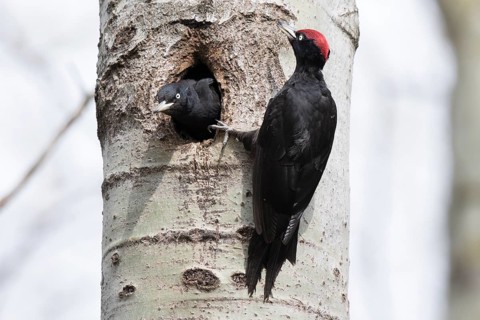 Black Woodpecker (Dryocopus martius) male at nesting hole with chick, Poland