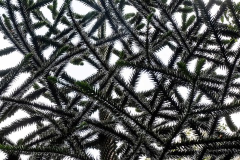 Branches of a monkey puzzle tree (Araucaria araucana), Inverewe Gardens, Poolewe, Loch Ewe,