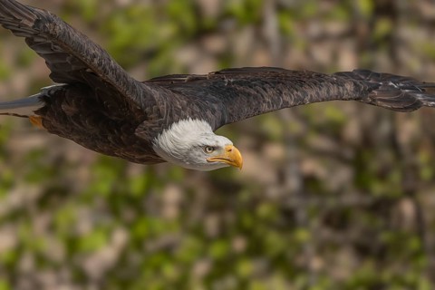 An eagle (Haliaeetus leucocephalus) flies in the mountains. Captive raptors are shown. The eagle