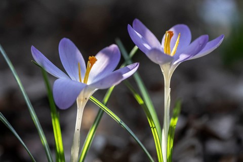 Elfin crocus (Crocus tommasinianus), Emsland, Lower Saxony, Germany