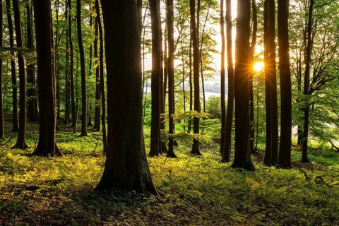 The sun sets between the trees of an idyllic beech forest and creates a picturesque light