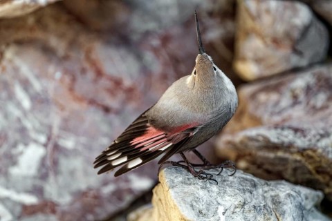 Wallcreeper (Tichodroma muraria), standing on rocks, captive, Alpenzoo Innsbruck, Tyrol, Austria