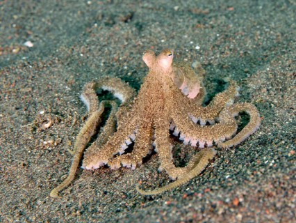 Marbled octopus (Amphioctopus aegina) with tentacles on the seabed, dive site Puri Jati, Umeanyar,