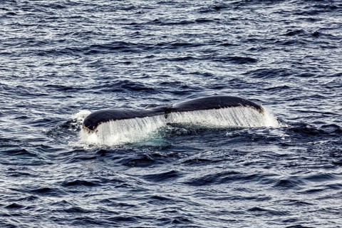 Humpback whale fin with water jets in the open, blue sea, The fluke of a diving humpback whale in