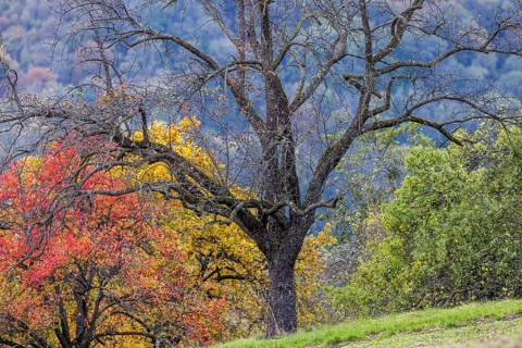 Autumn in the Swabian Alb, fruit trees in a meadow orchard with colourful leaves. Landscape near