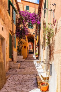 Purple flowering Bugainvillea (Nyctaginaceae) bush on a house wall, Via Cavour, Capoliveri, Elba