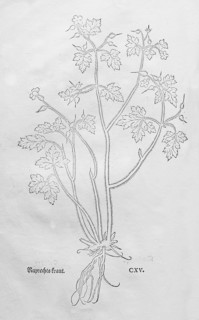 Ruprechtskraut, stinking cranesbill (Geranium robertianum), woodcut by Leonhart Fuchs, from New