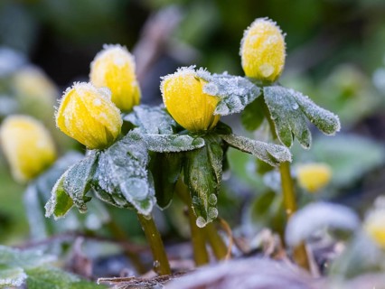 Winter Aconite (Erauthis hyemalis), flowers covered with frost, Hesse, Germany
