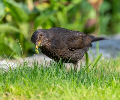 Blackbird (Turdus merula), female foraging on a lawn, Lower Saxony, Germany