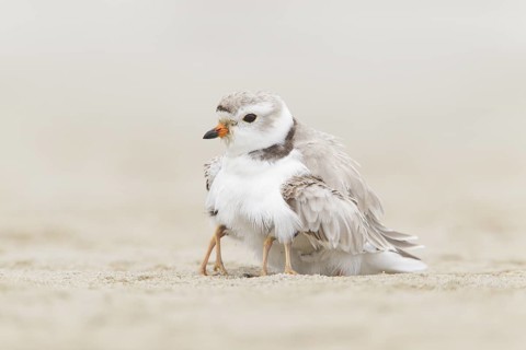 Piping Plover (Charadrius melodus) with chicks, Massachusetts, USA