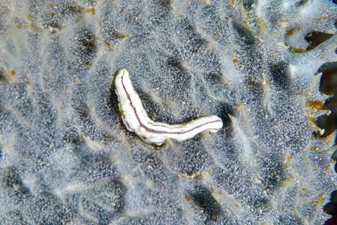 White Feather mouth sea cucumber (Synapta maculata), juvenile, lying on undulating substrate, dive