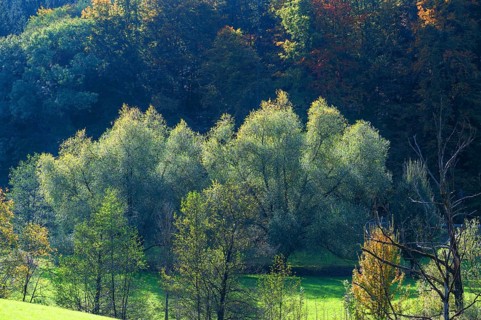 Wicker (Salix viminalis) in autumn, Franconia, Bavaria, Germany