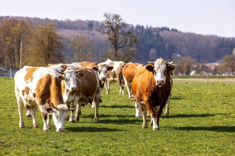Dairy cows in a rural setting on a pasture in the Swabian Alb. Weidenstetten, Baden-Württemberg,
