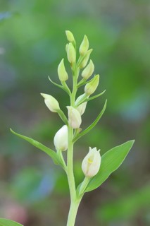 White Helleborine, Pale Helleborine, Cephalanthera damasonium, Orchidaceae, Orchid, Orchidaceae,