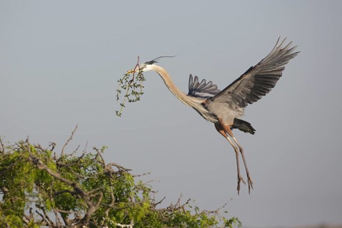 Great Blue Heron (Ardea herodias) with nesting material, Texas, USA