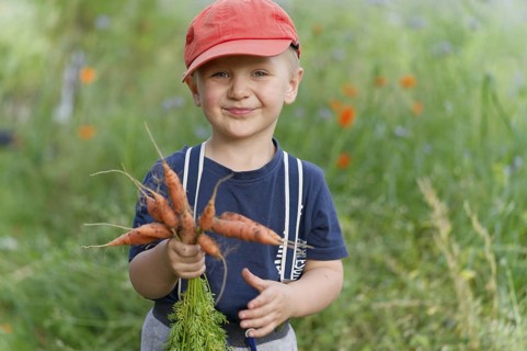 A boy in a field with carrots in his hand. Germany. diet, children, fruit, bio, eco, harvesting,