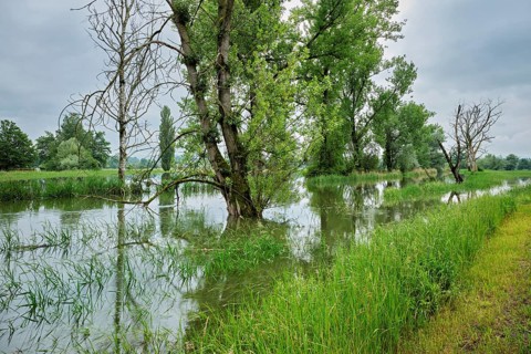 Trees standing in the flooded river Lorze, floodplain landscape, Reussspitz nature reserve,