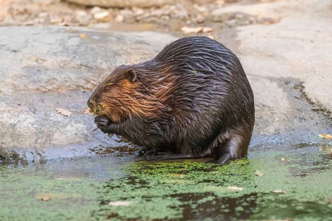 One North American beaver or Canadian beaver, Castor canadensis, sitting ashore gnawing on a twig