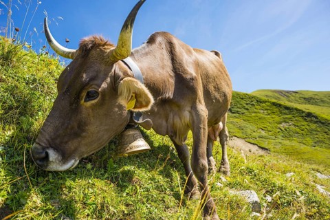 Dairy cow, Allgaeuer Braunvieh, domestic cattle breed (Bos primigenius taurus), on an alpine meadow
