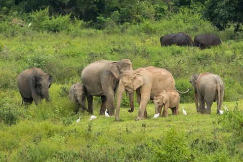 Indian elephants (Elephas maximus indicus) and gaur (Bos gaurus), Khiri Khan, Hua Hin, Kui Buri