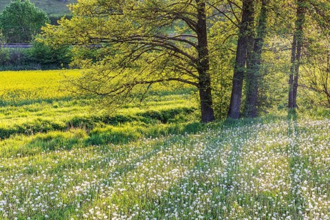 Landscape with flower meadow on the Swabian Alb in spring near Lonsee. Lonsee, Baden-Württemberg,