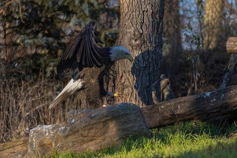One Bald Eagle, Haliaeetus leucocephalus, standing on a log. A forest in the background
