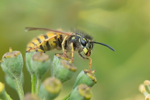 Common wasp (Vespula vulgaris) adult insect on an Ivy seedhead in autumn, England, United Kingdom