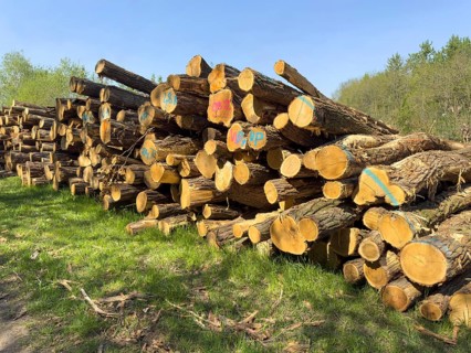 Freshly felled, delimbed, colour-coded, stacked tree trunks lying at the edge of a forest, Germany