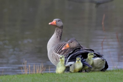 Graugans, lat. Anser anser, Familie mit kleinen Kücken rastend
