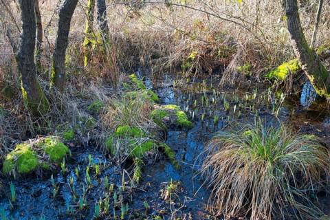 Swamp forest, De Alde Feanen National Park, the old fen, Earnewald, Eernewoude, Friesland, Fryslân,