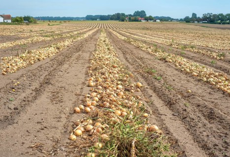 Harvested yellow onions in rows for drying in the field on Ingelstorp, Ystad Municipality, Skåne