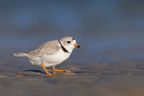 Piping Plover (Charadrius melodus) on the beach, Massachusetts, USA