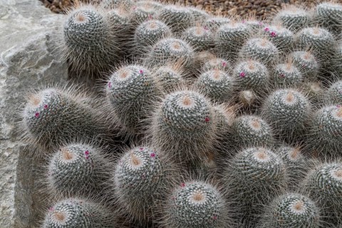 Close-up of spiny cacti with scattered pink flower dots, cactus plant (Mammillaria parkinsonii),