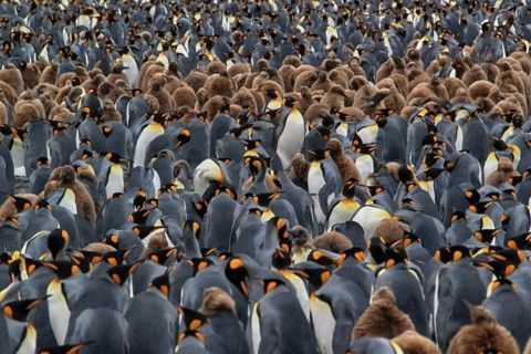 Antarctica, South Georgia, snow, ice, winter, king penguin (Aptenodytes patagonicus), colony,