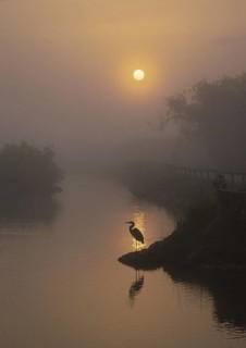 Great Blue Heron (Ardea herodias), Florida, USA