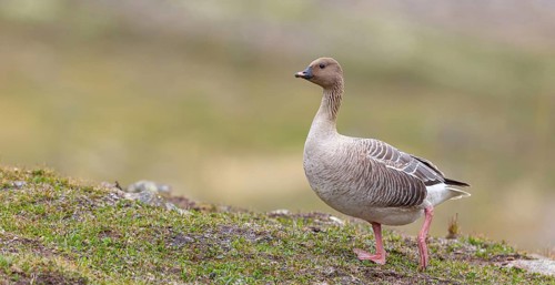 Pink-footed goose (Anser brachyrhynchus), Longyearbyen, Svalbard / Spitsbergen, Norway