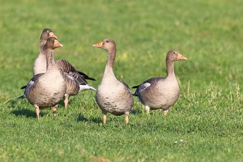 Greylag goose (Anser anser) several geese standing in a meadow, Bieslicher Insel, Lower Rhine,