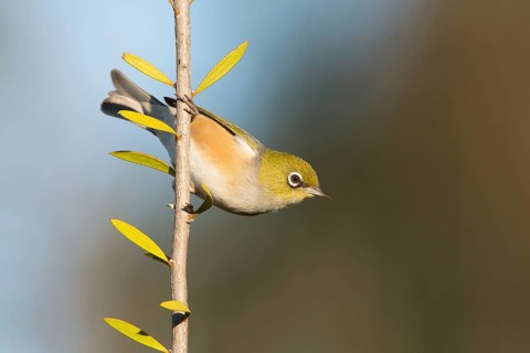 Silvereye (Zosterops lateralis), Victoria, Australia