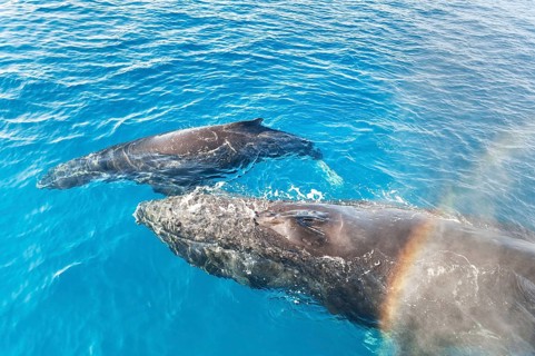 A Humpback Whales family surfacing and exhaling, Hervey Bay, Queensland, Australia