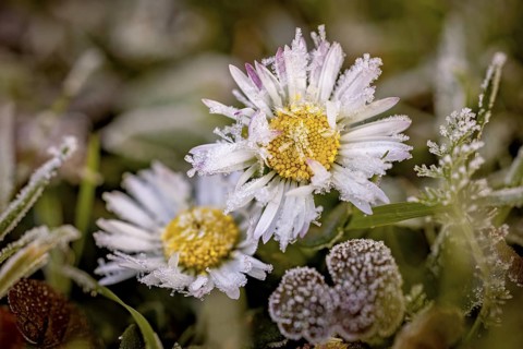 Two daisies with hoarfrost in a meadow, surrounded by autumnal plants in cold morning light, daisy