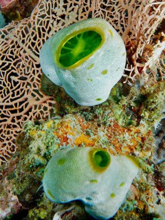 Two specimens of Green Urn Sea Squirt (Didemnum molle) on a coral in a reef, dive site Prapat,